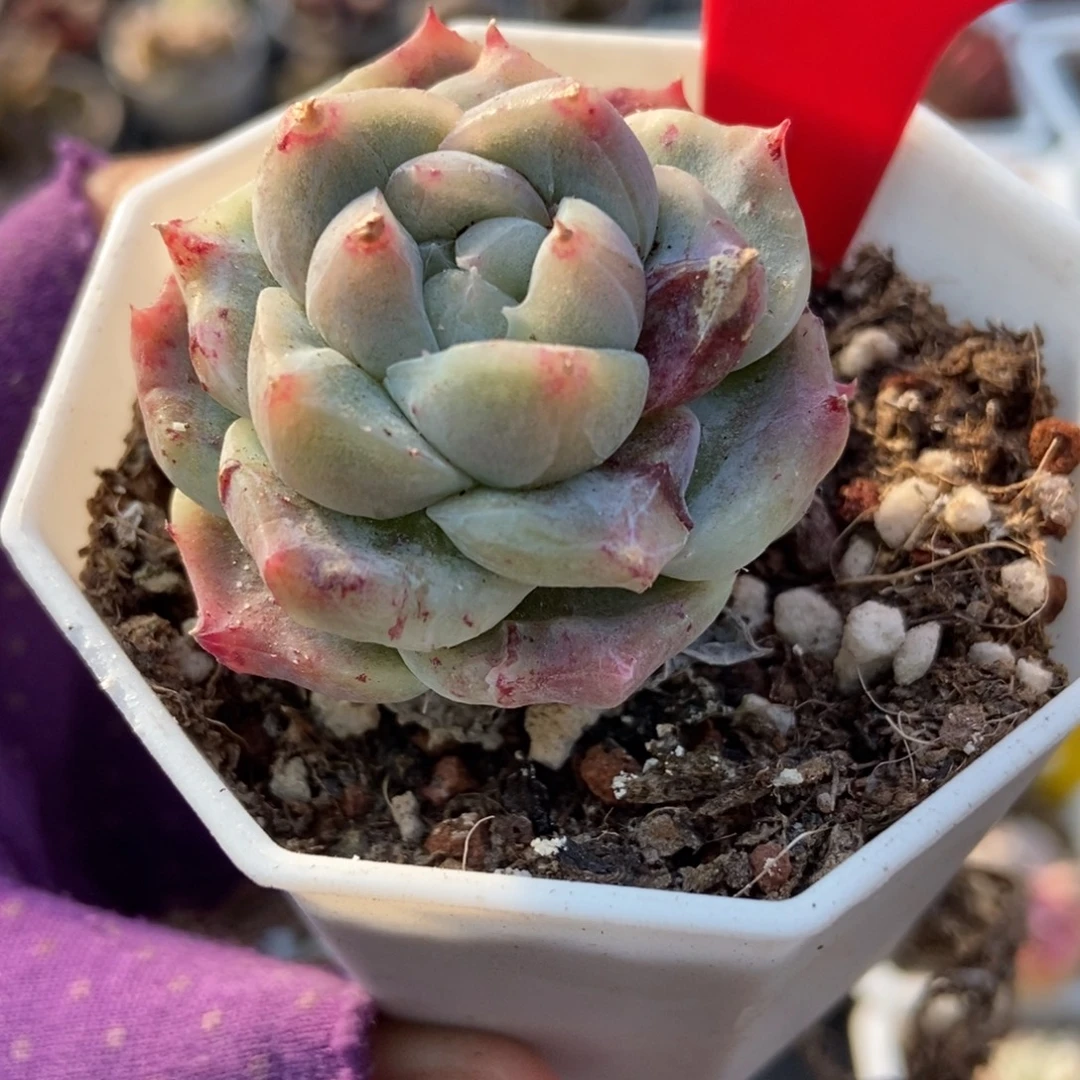 6708石化如梦令多肉