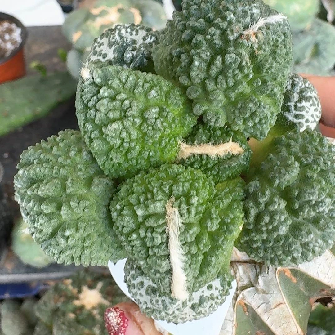 【闪购商品】无花朵糖*呀大尤无毛哥斯拉747