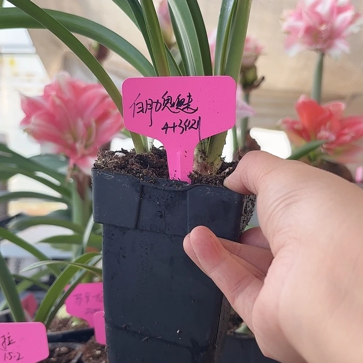 无花朵白肋鬼魅朱顶红4加3侧