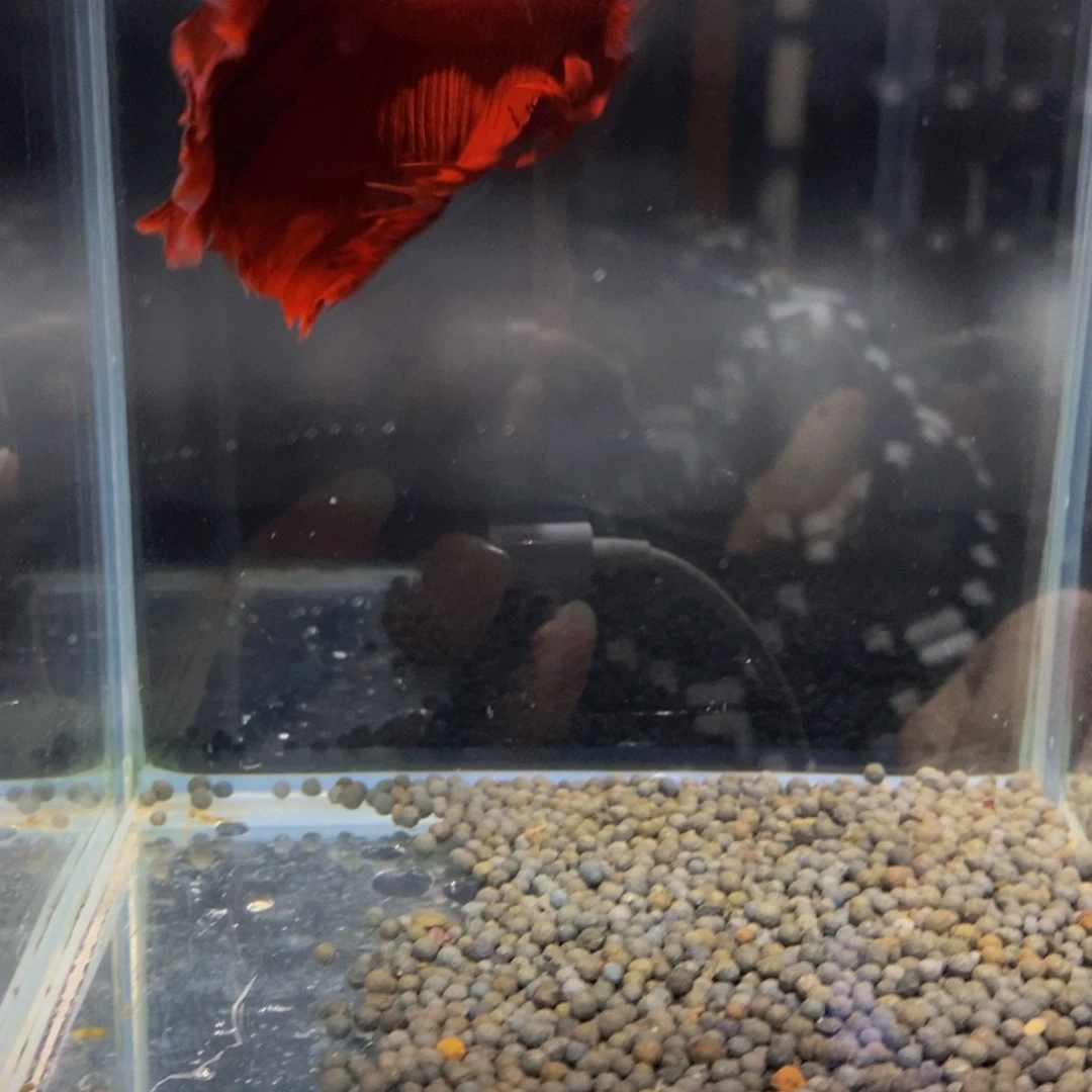 斗鱼南****355巨斗巨斗