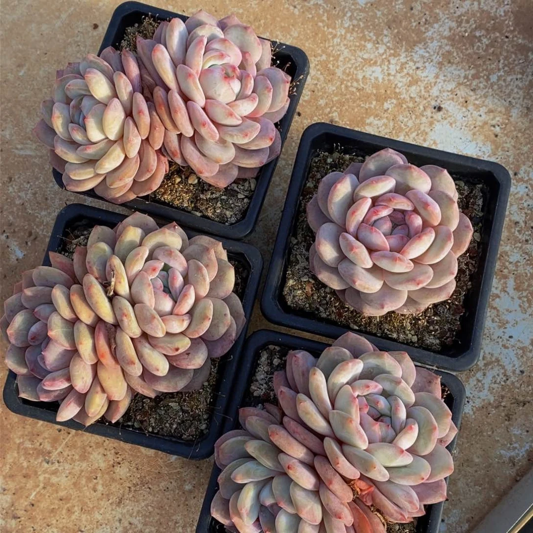 ?489的人们在一起的