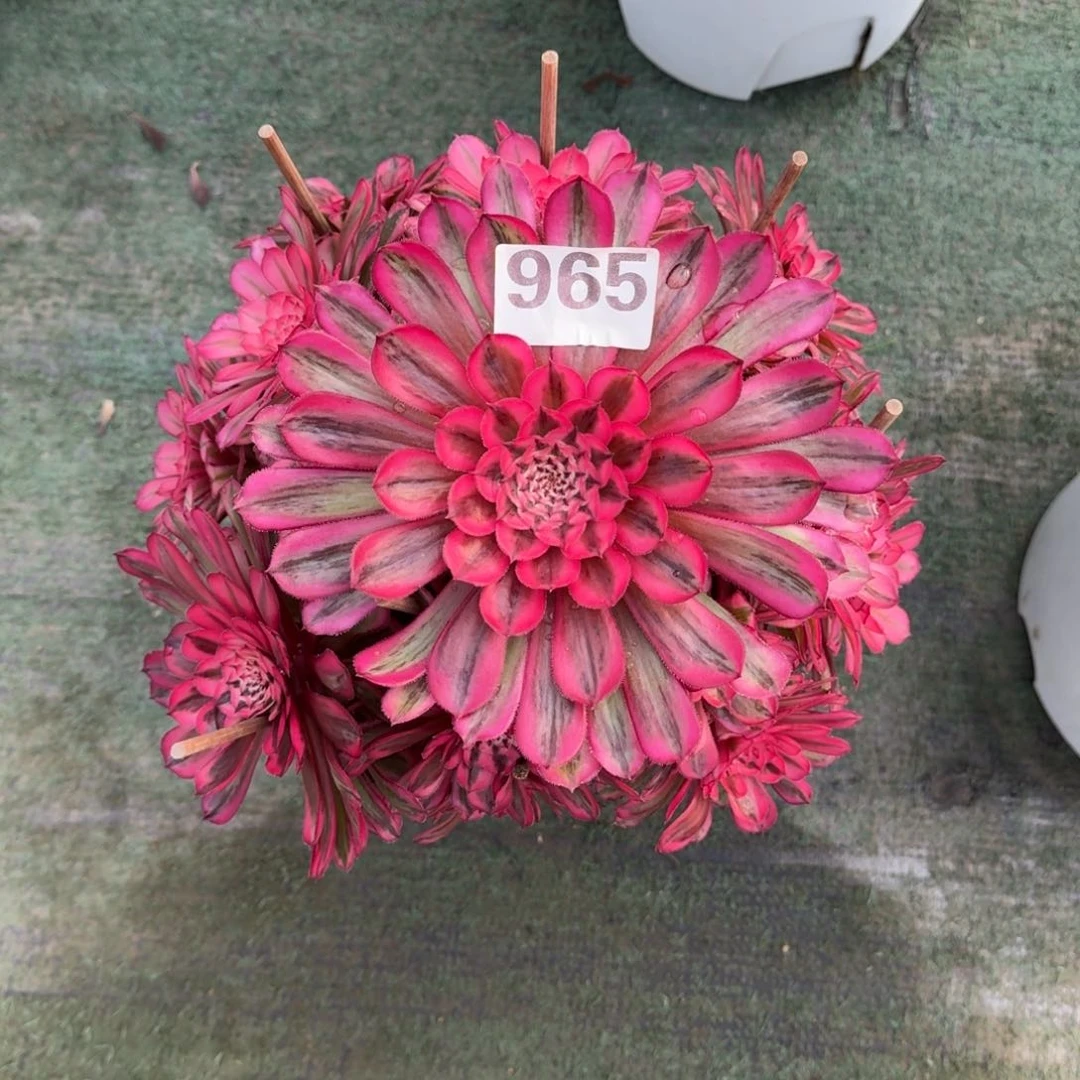 965！白月光法师多肉植物