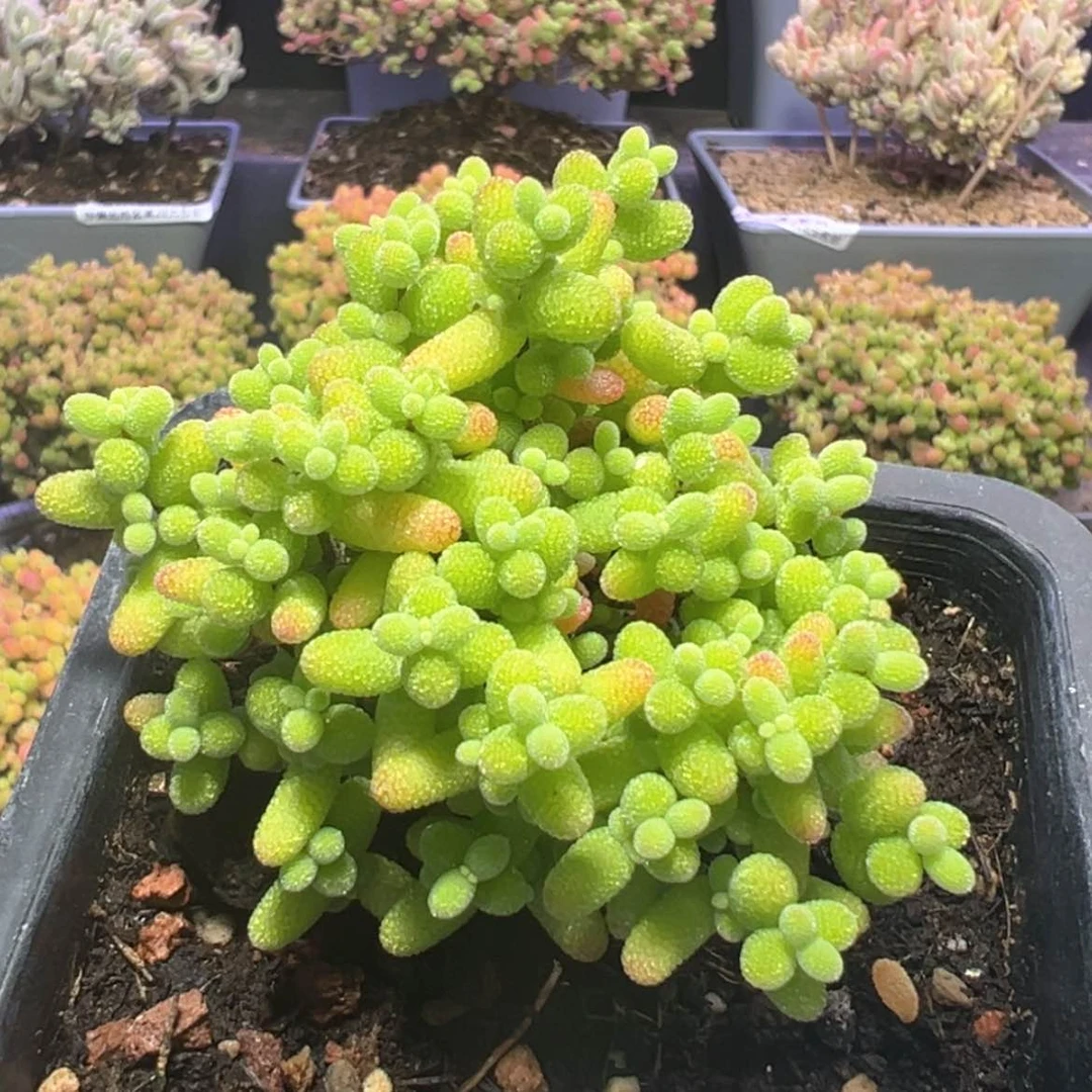 【闪购商品】盲盒价！！p399金桔糖球冠幅6.5cm