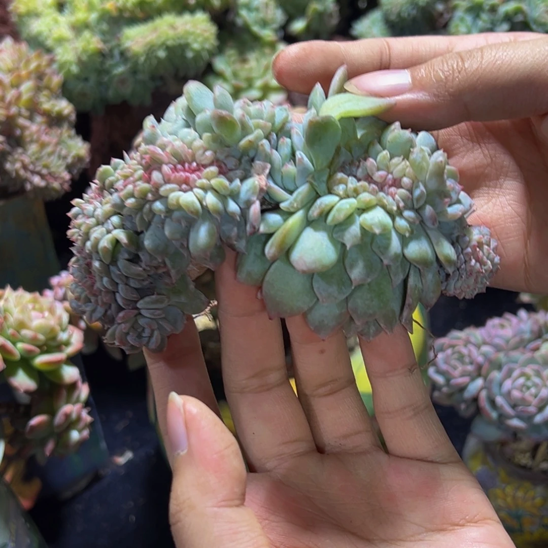 水蜜桃 水蜜桃 水蜜桃