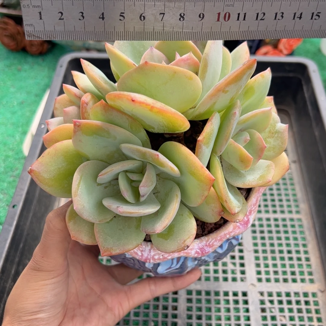 表妹精品多肉植物378.