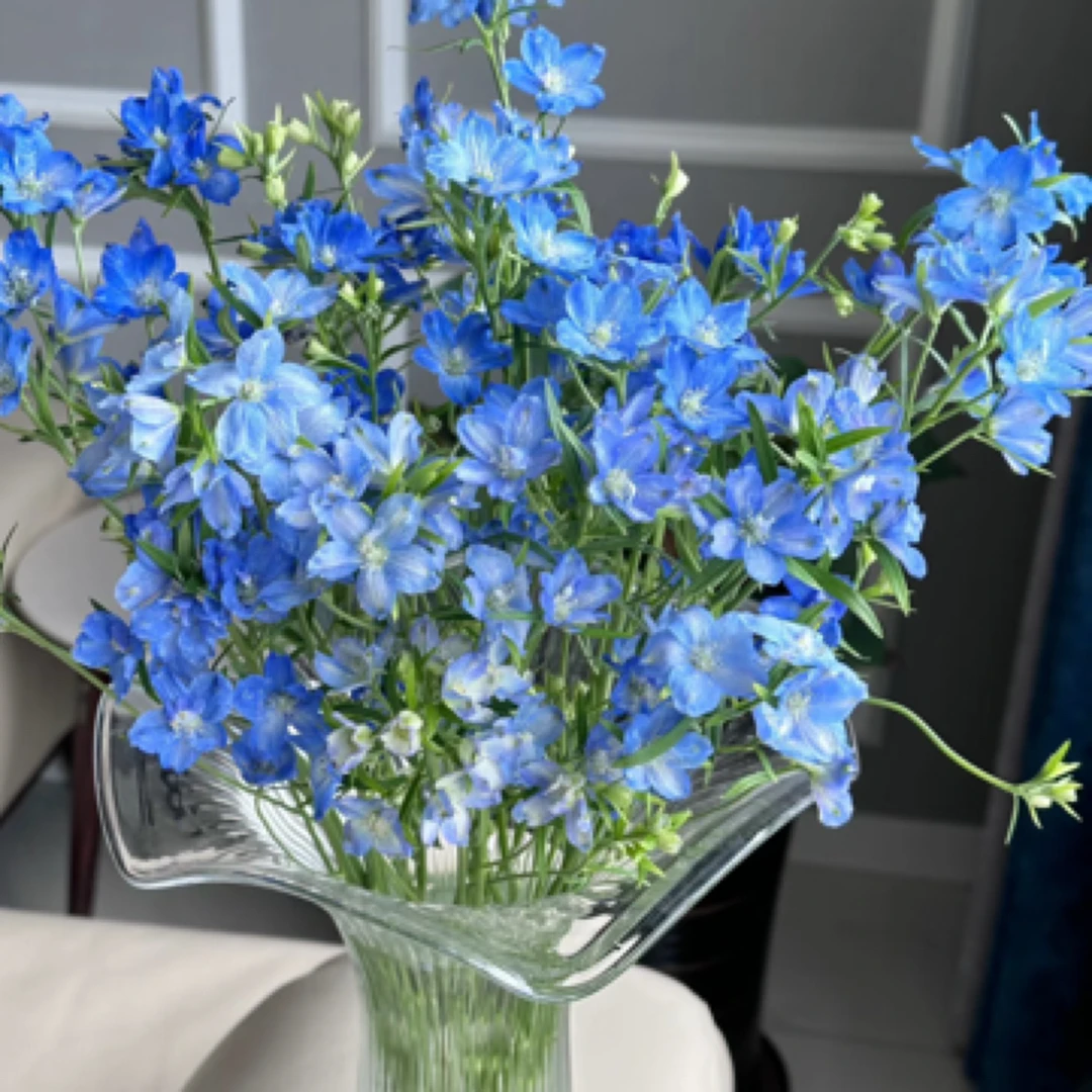 【只发新疆】小飞燕颜色随机发若干支（3支内损坏不理赔）