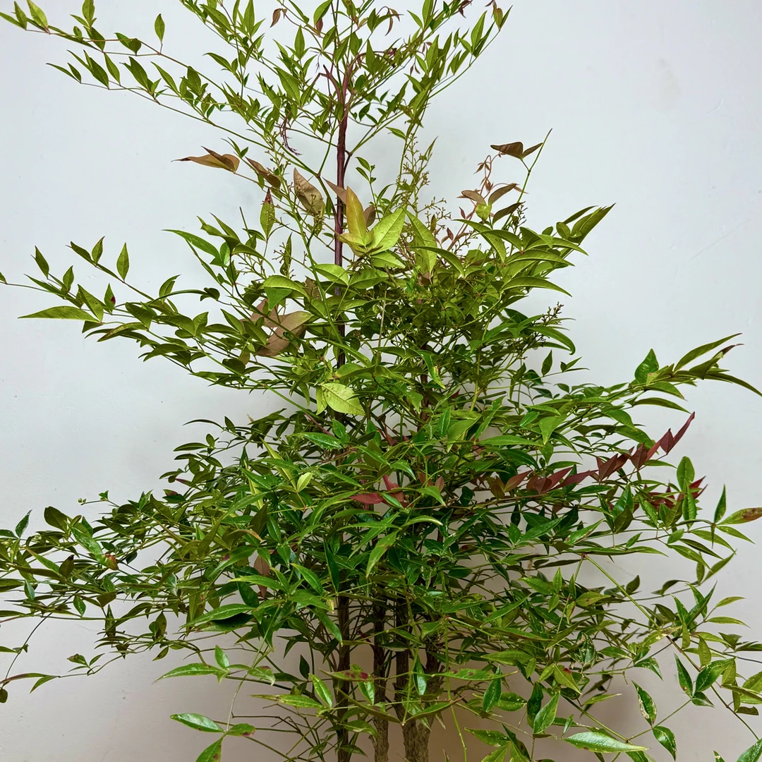 火焰多枝南天竹老桩耐寒耐热可室内外种植庭院客厅绿植