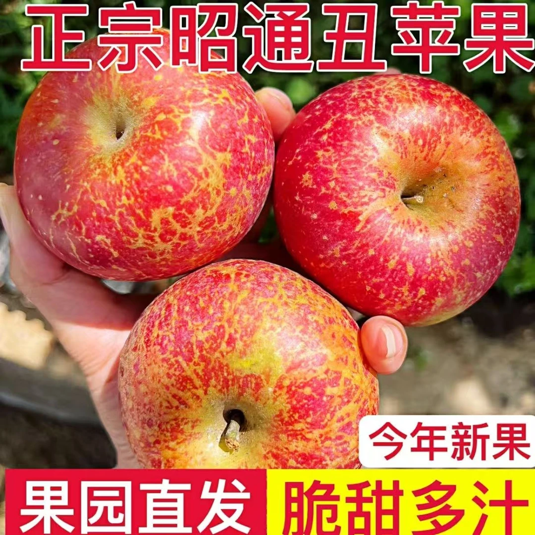 红露苹果云南昭通高山丑苹果原产地新鲜现摘现发脆甜多汁水果