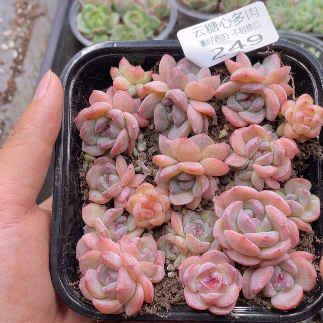 云糖心多肉植物249