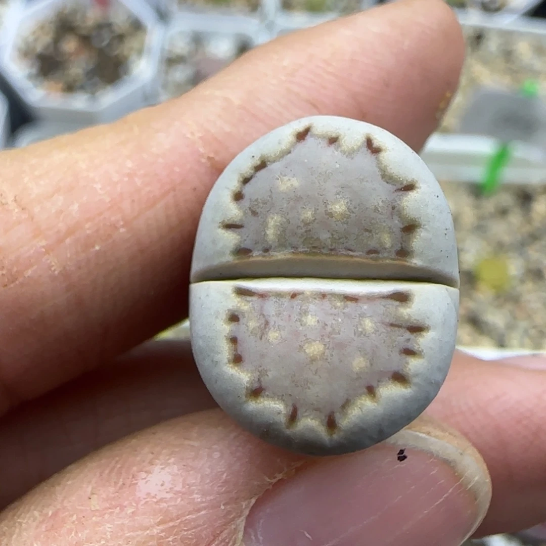 539 清框福利30包邮