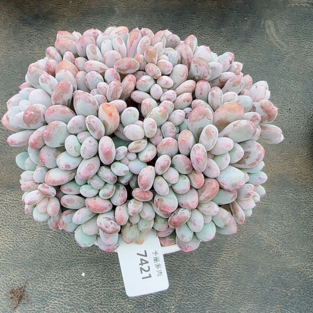 香香雪，7421多肉植物