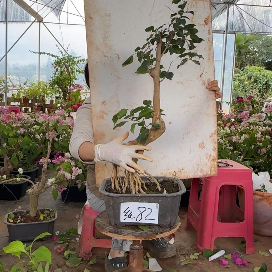 大部分花苞少量开放绿樱 82