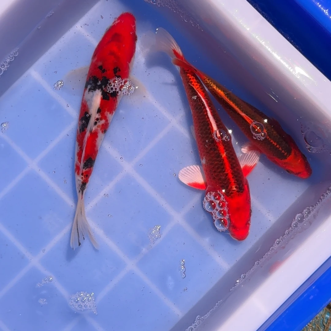 海水鱼精品锦鲤大放漏
