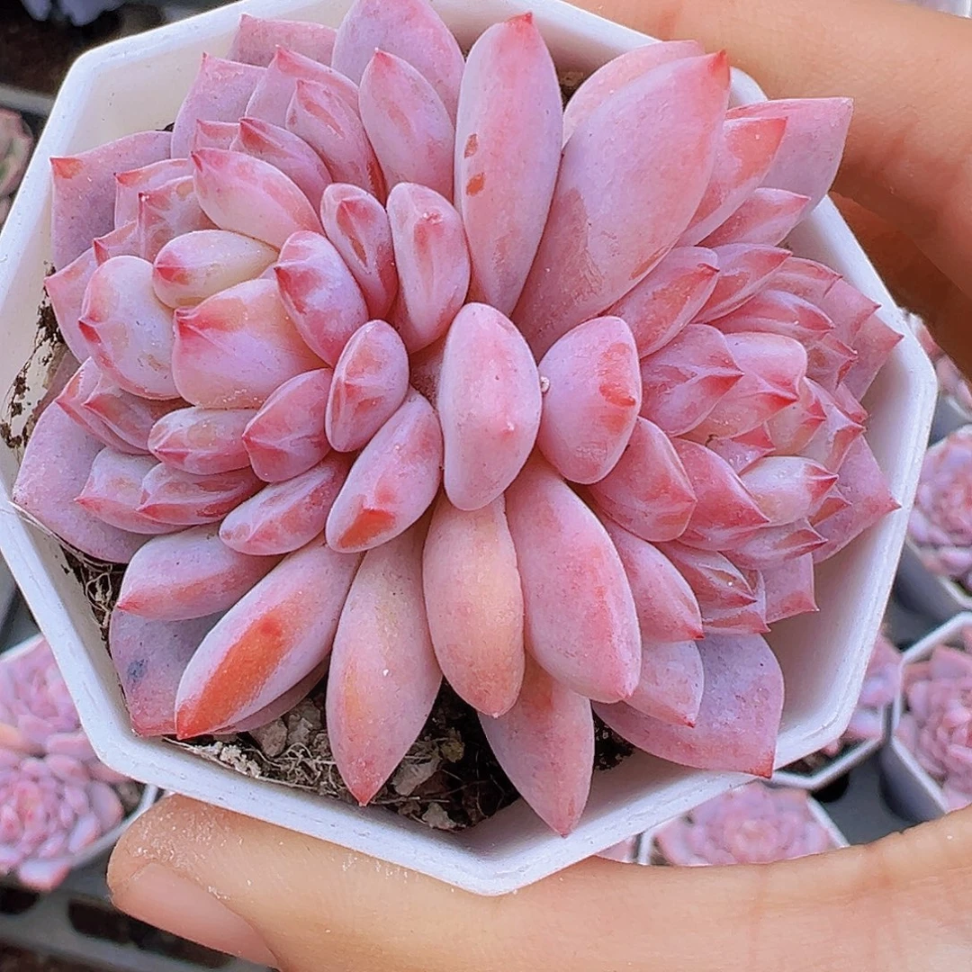 精品大双头玉芙蓉19包邮