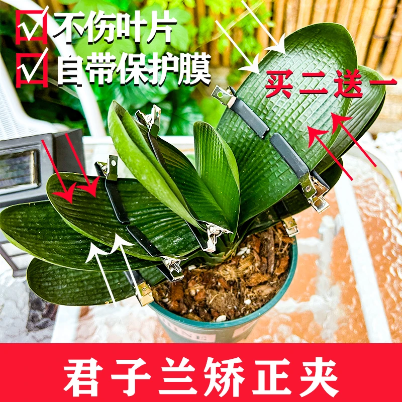 2君子兰蝴蝶兰朱顶红矫正夹固定定型叶矫正线叶子矫正器定型夹