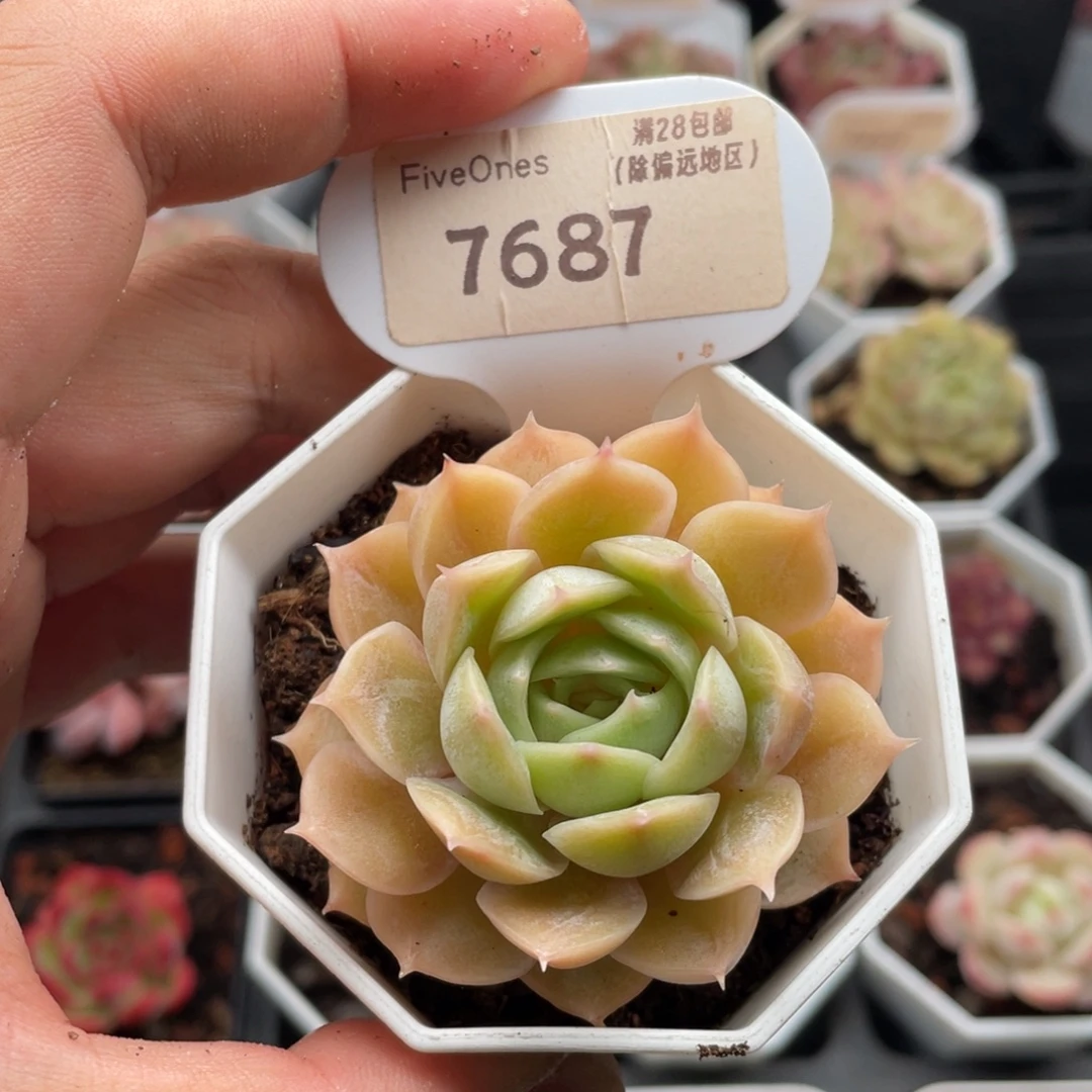 昂斯诺7687-5.5厘米