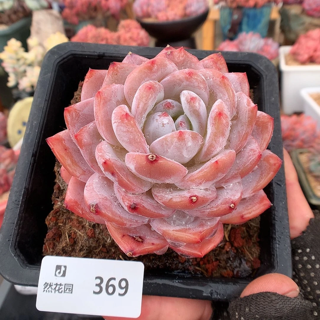 369玫瑰梦露多肉植物6666