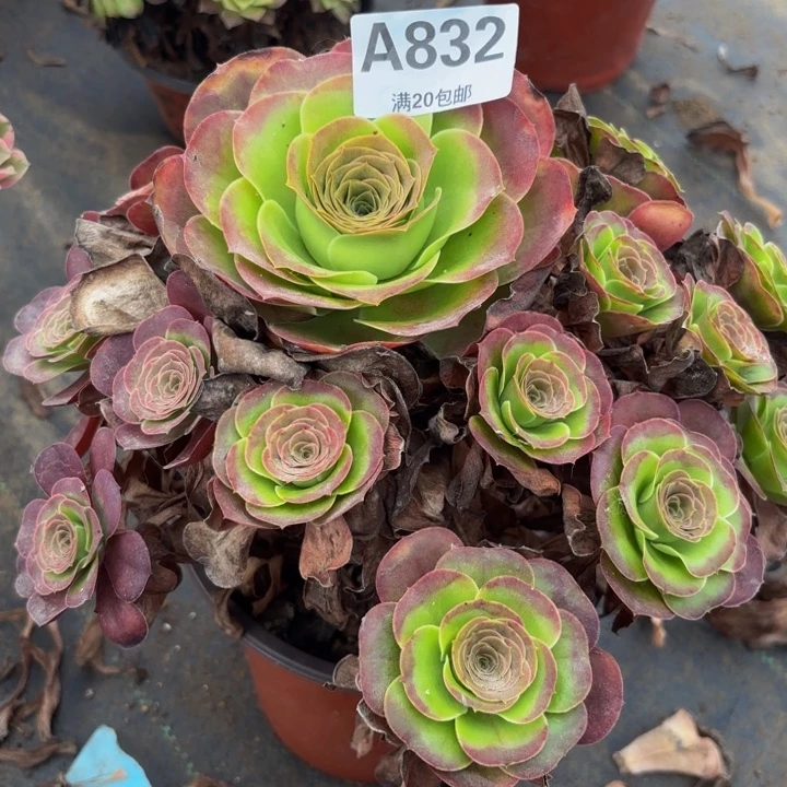 瑞妈多肉植物，832魅金玫瑰