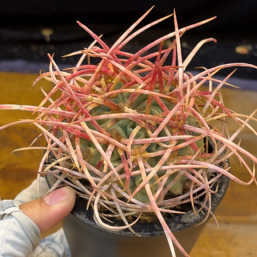 潮流植物 大龙冠