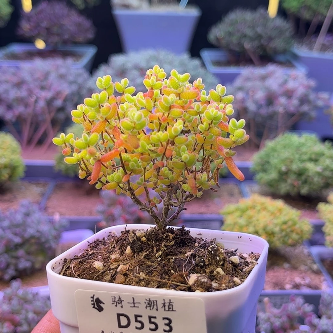 553蜜橘糖球枝干多肉