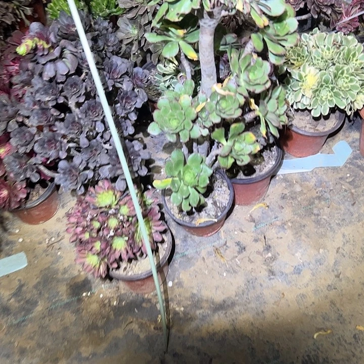 萍**逢多肉法师植物链接2