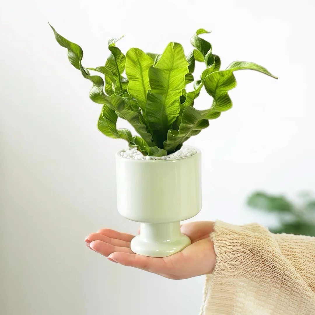 火焰鸟巢蕨办公室内喜阴盆栽花卉防辐射净化空气客厅好养新手绿植