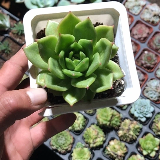 蔷薇玛丽亚，1单也包邮