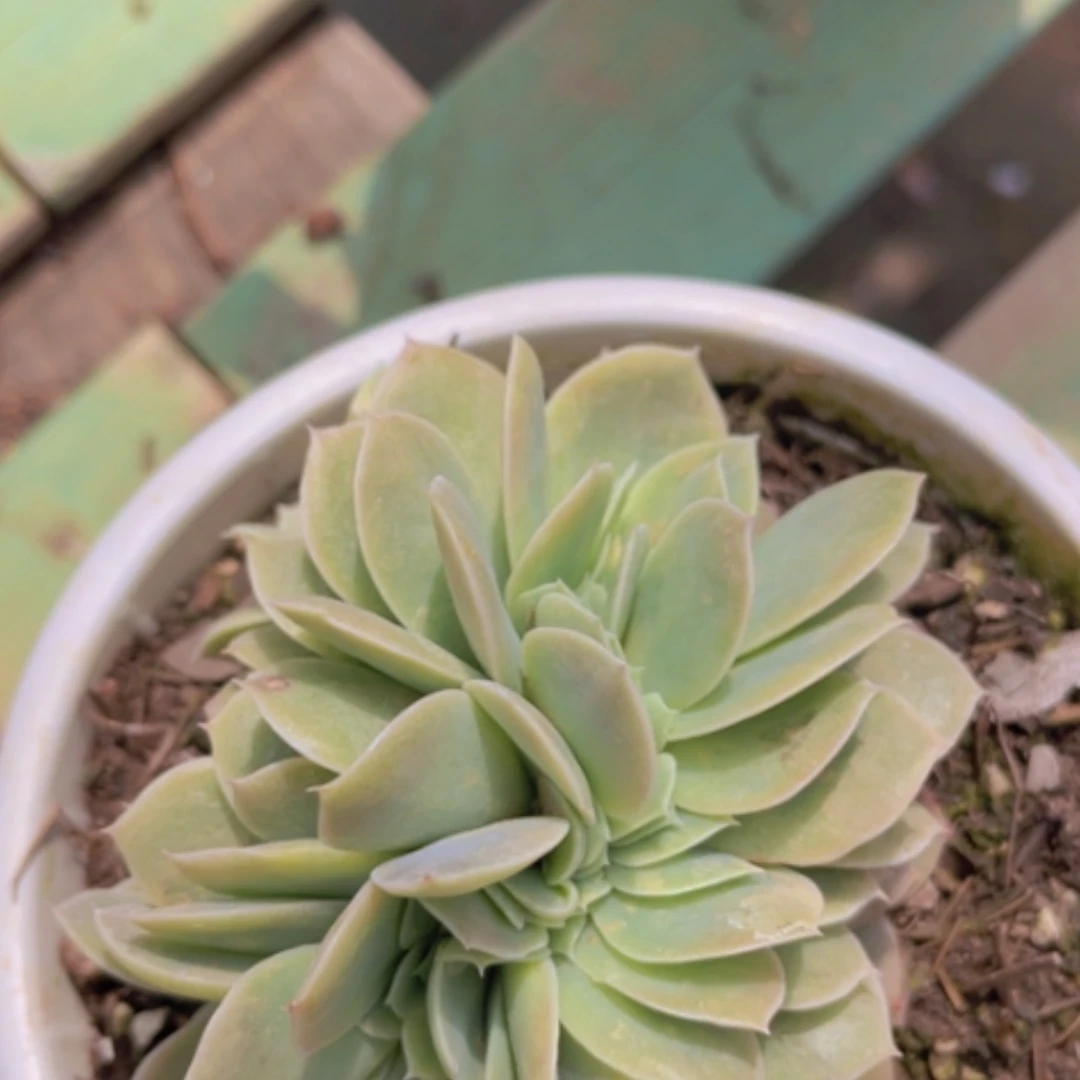 【闪购商品】星纳塔缀1769