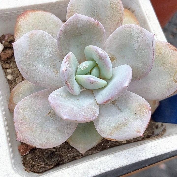 多肉植物韩版奶茶533