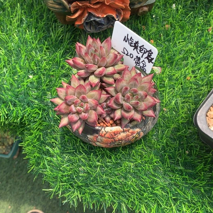 虞美人带盆老桩寄养