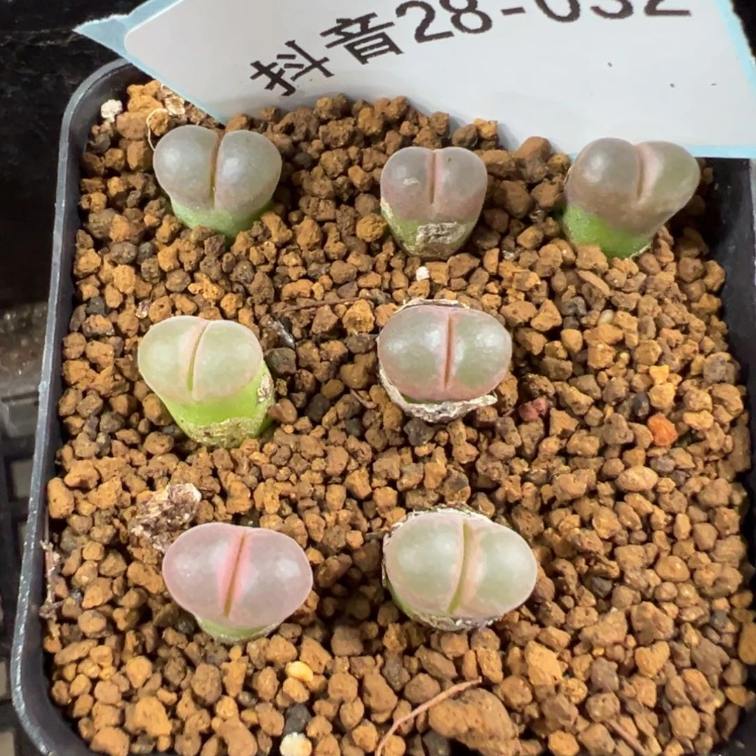 28-32量拍黑眼豆豆风铃一颗