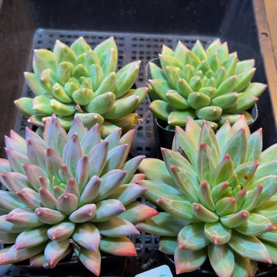 624多肉葡萄的味道是真的很