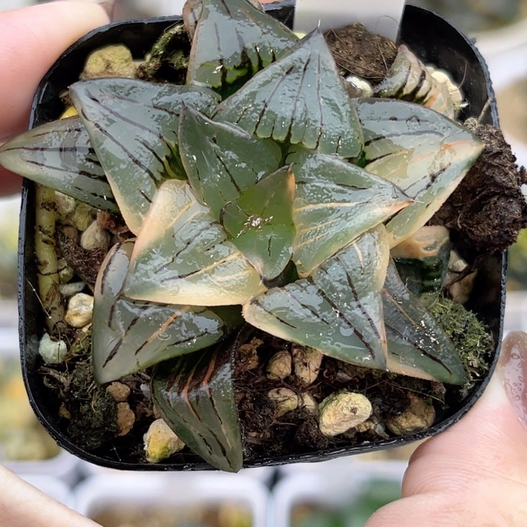 32红纹寿锦福利专场