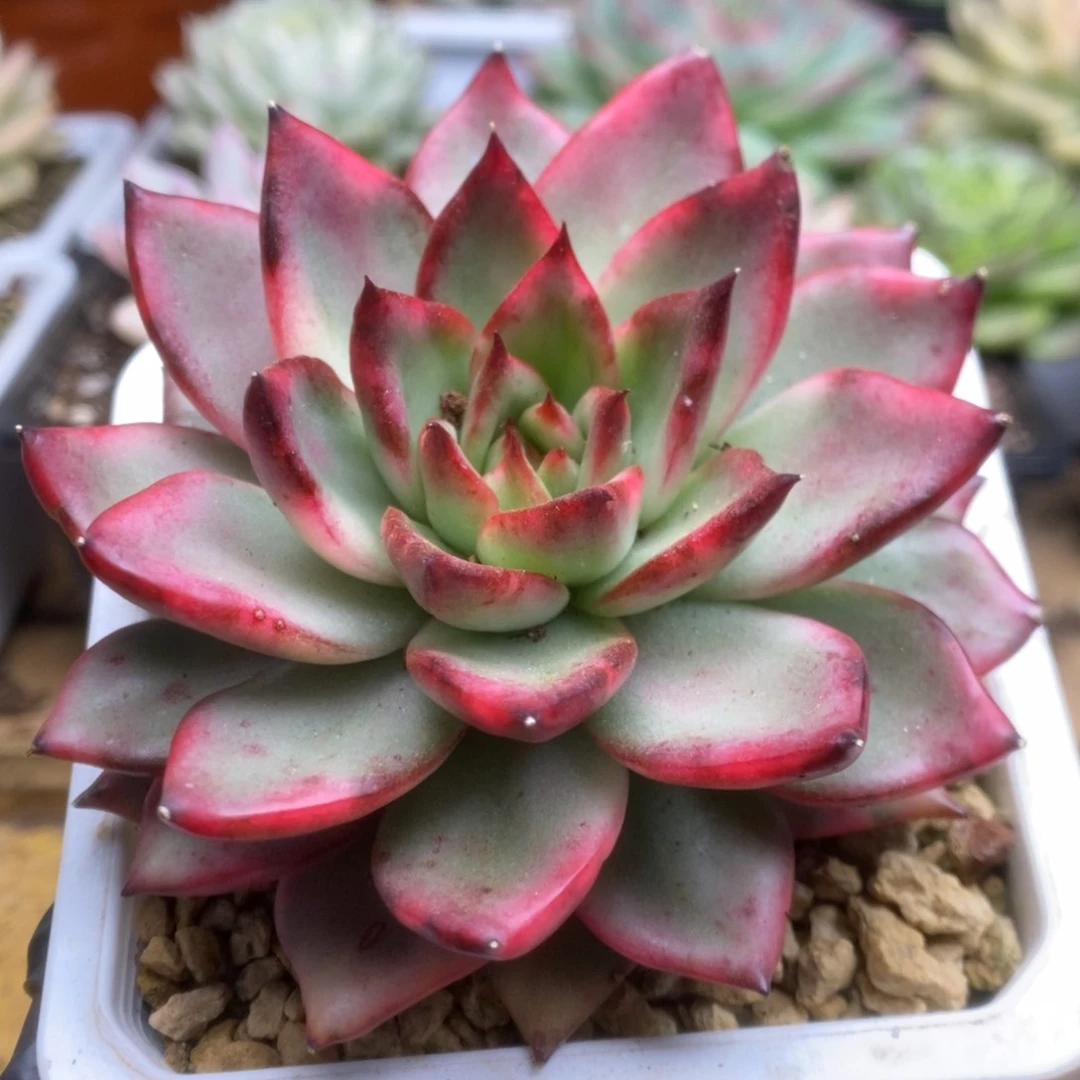 488厚叶吉赛尔锦锦锦锦锦