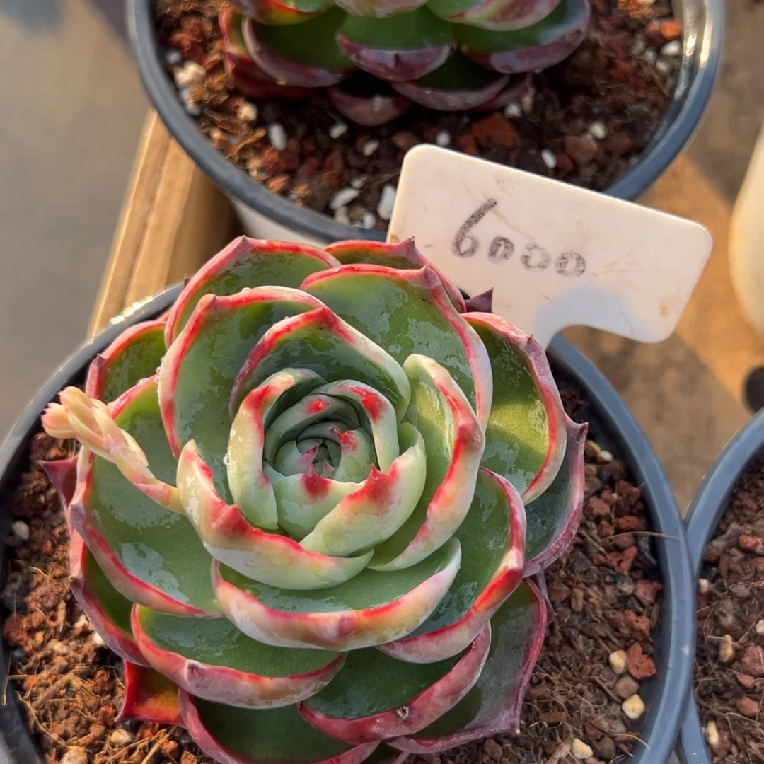 诱**?惊鸿仙子一物一拍6000号