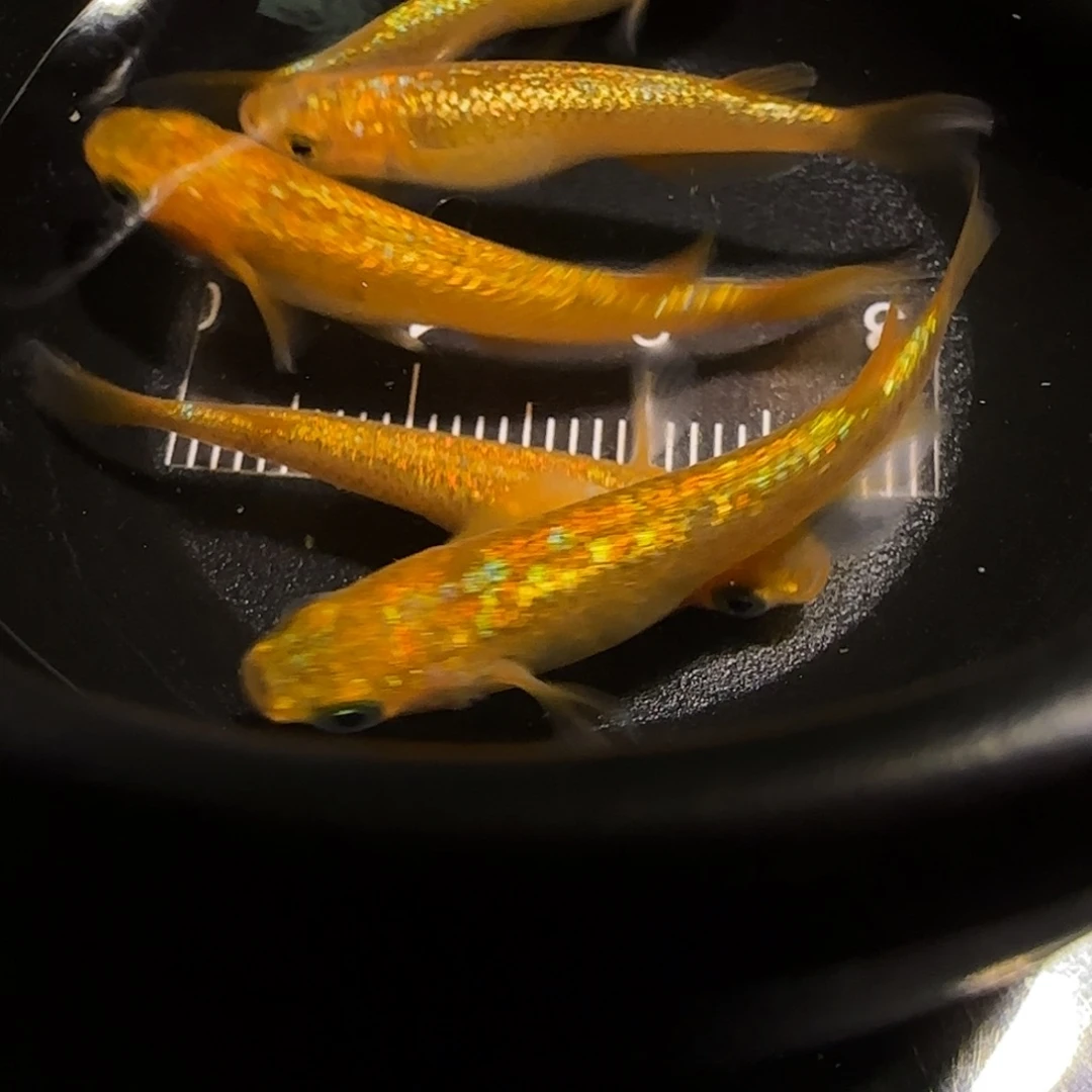 青鳉鱼一物一拍876