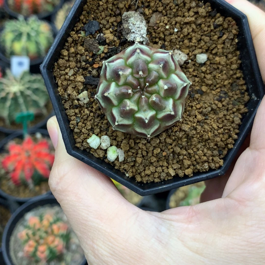 仙人球米哈牡丹锦