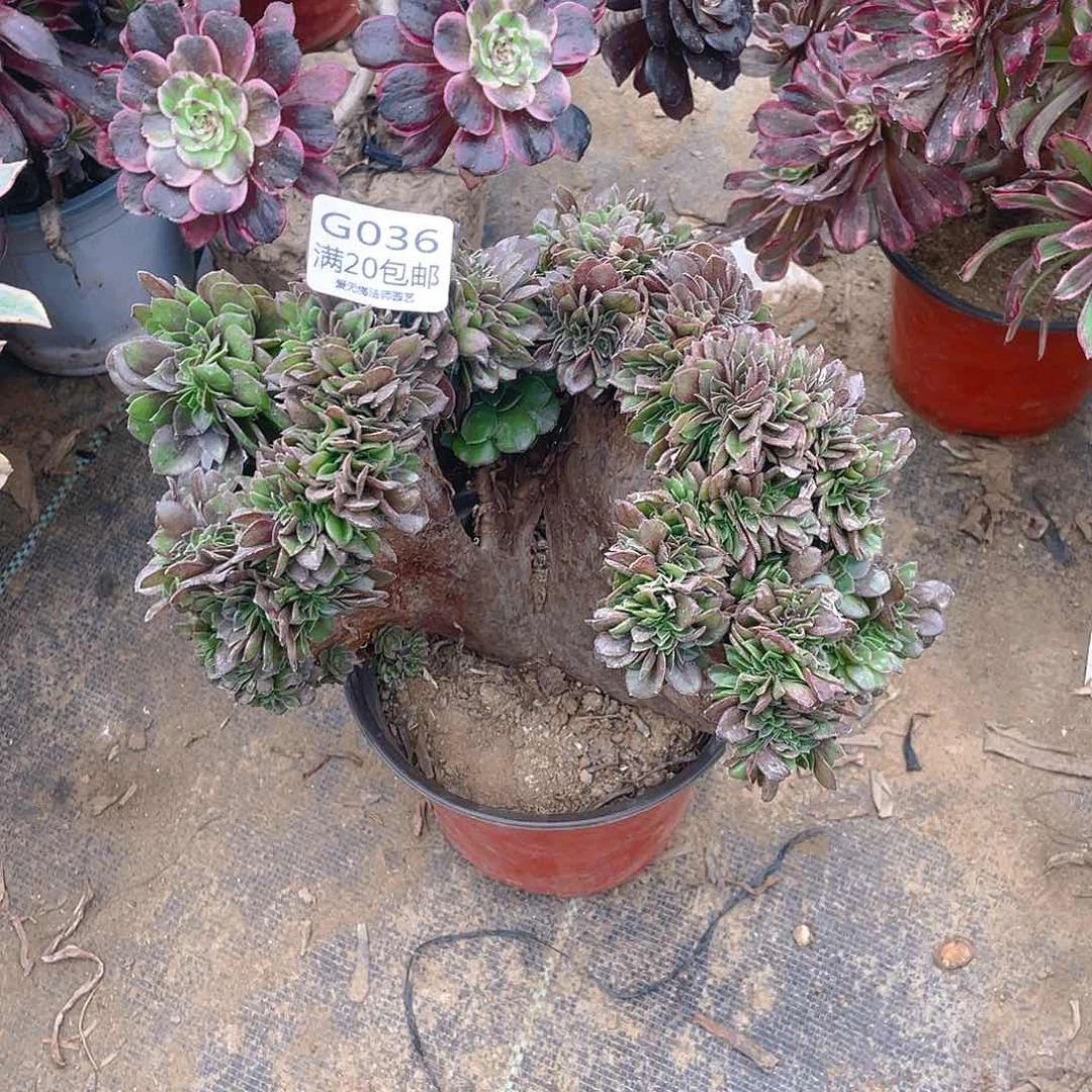 36万圣节缀化有伤小损不包