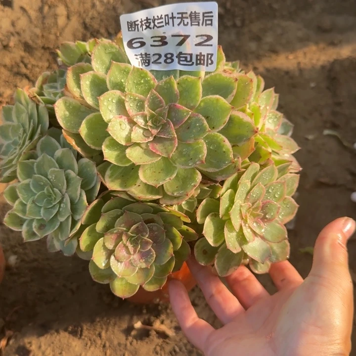 6372二号棚糖心莲花座A