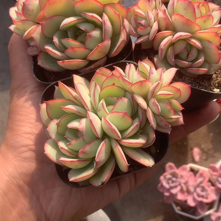 牡丹亭群。3颗。包邮