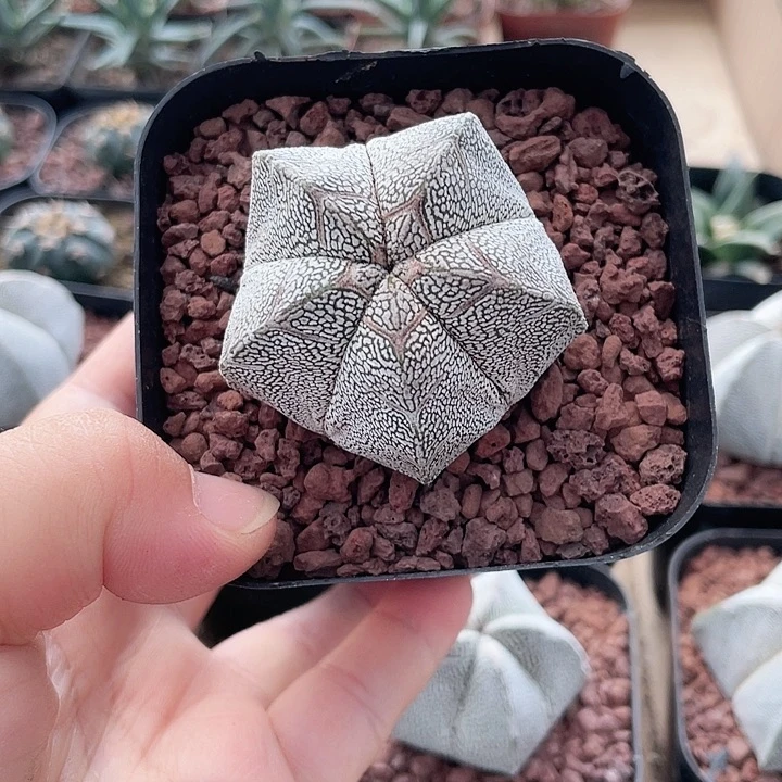 皓*387实生带v恩冢仙人球