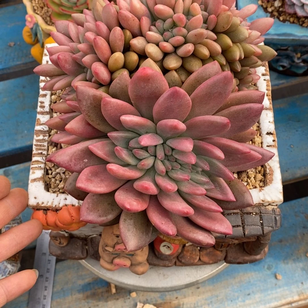 发货多肉植物一物一拍