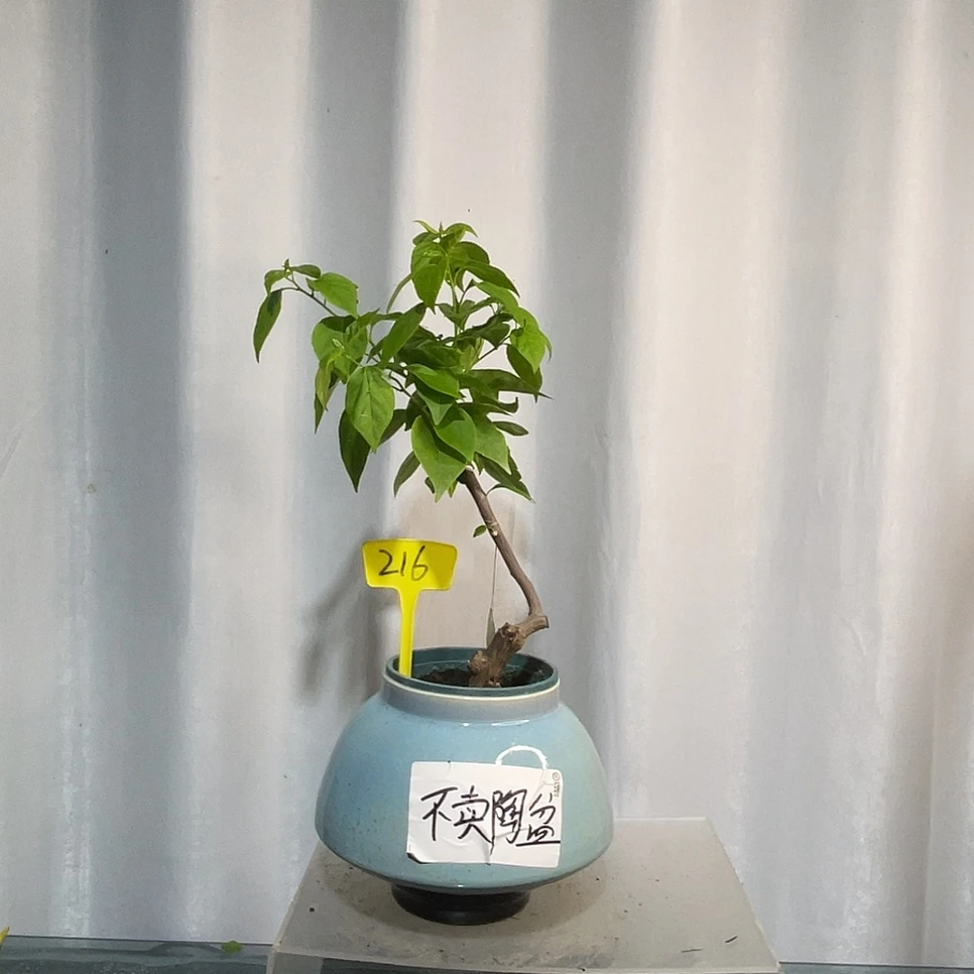 当前无花栽培后可以开花216橙粉公主桩 粗2公分