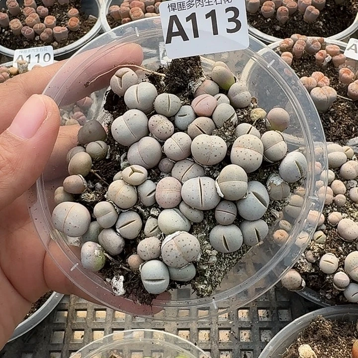 113多肉植物多肉植物