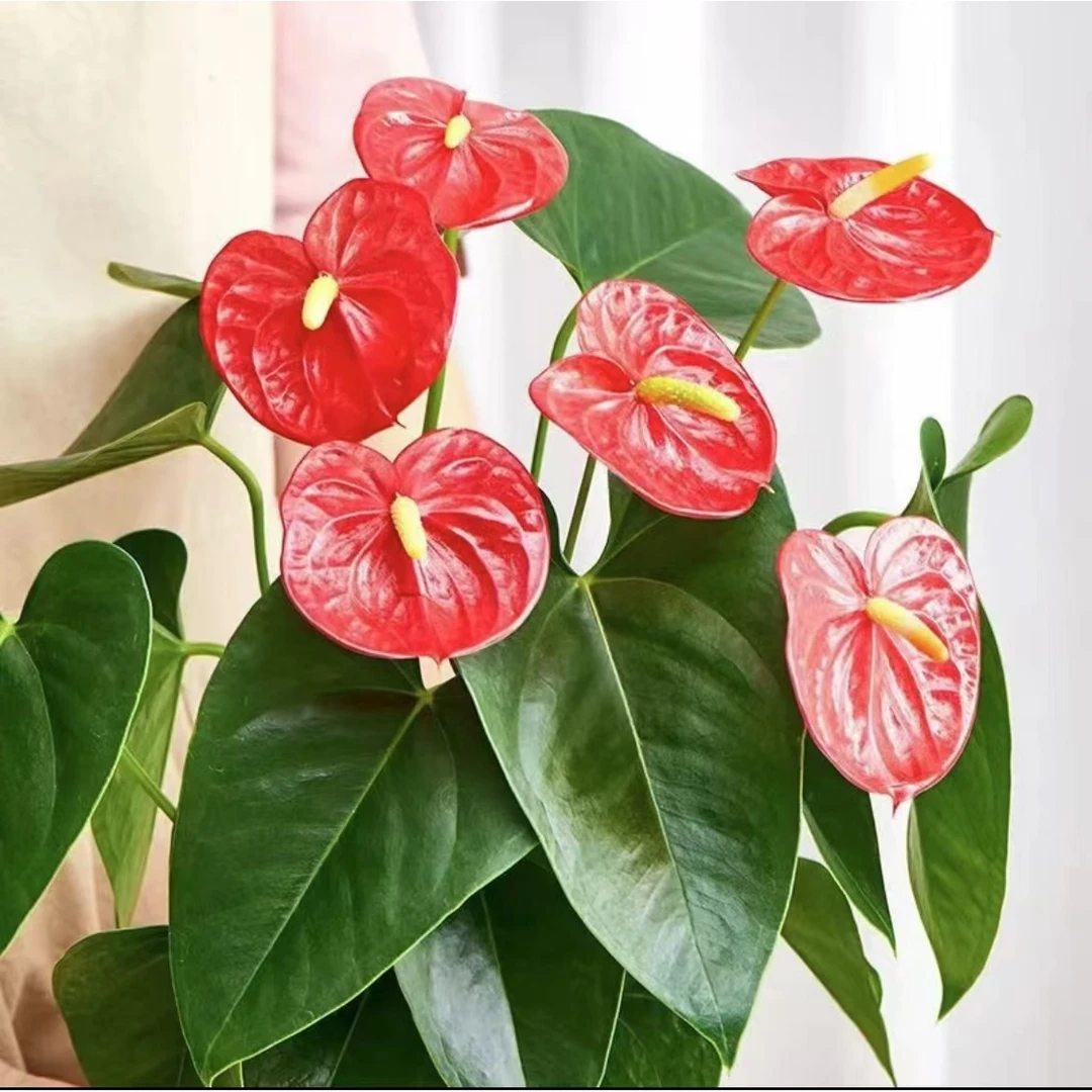 红掌【2-3朵】带花发货盆栽年宵花卉植物室内好养水培一帆风顺