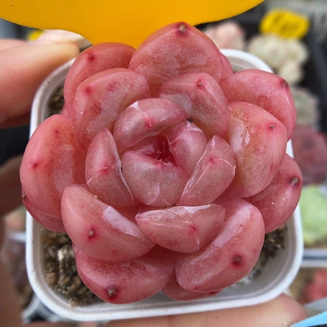 爱丽丝珍妮可拍5178号