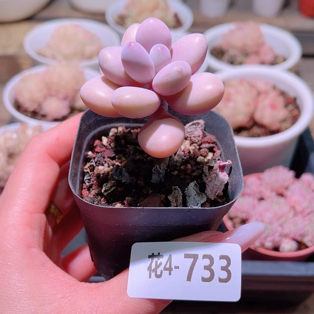 花利美4-733桃蛋