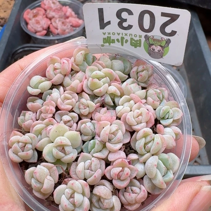 多肉植物多肉植物