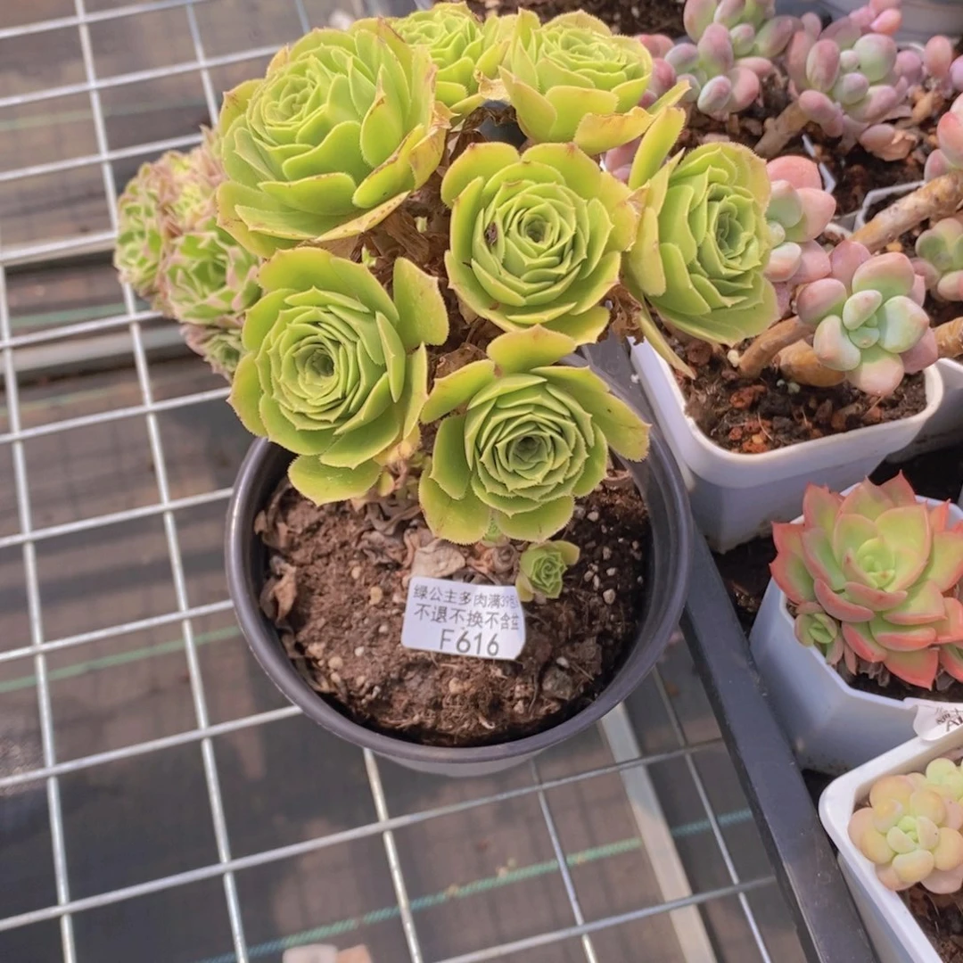 法师有砍616多肉植物