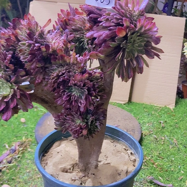 063水墨缀化老板子法师